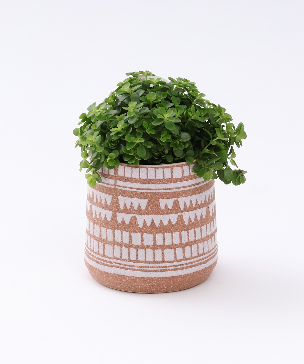 グリーン・観葉植物 ペペロミア・イザベラ/アクアテラポット
