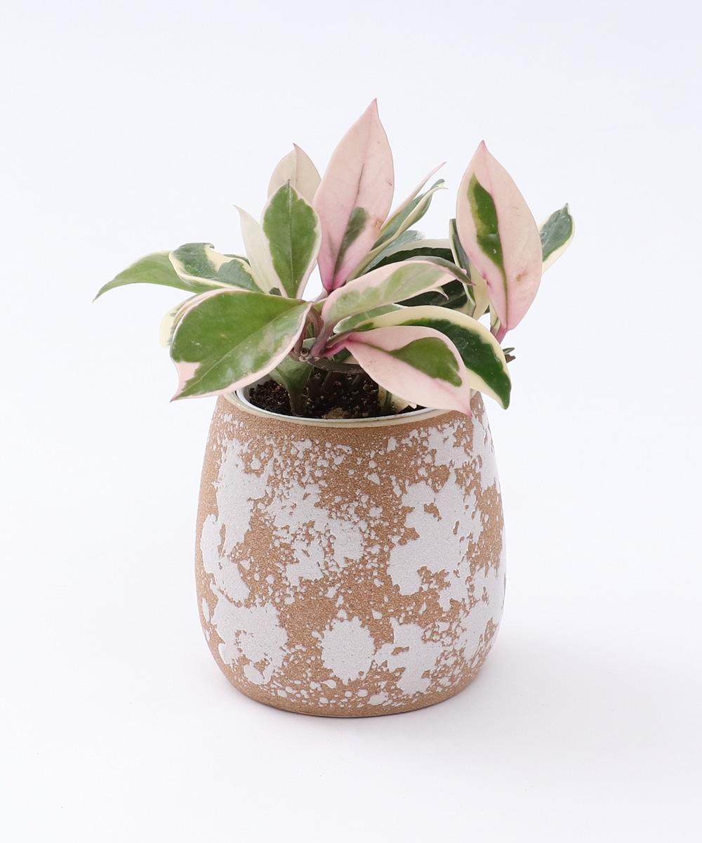グリーン・観葉植物 ホヤ・カルノーサ/アクアテラポット