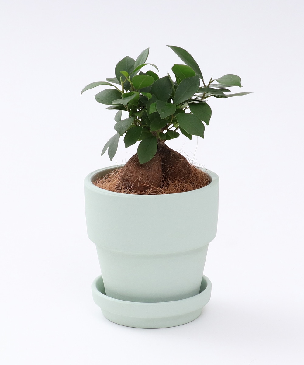 グリーン・観葉植物 ガジュマル/ペイントテラコッタ鉢