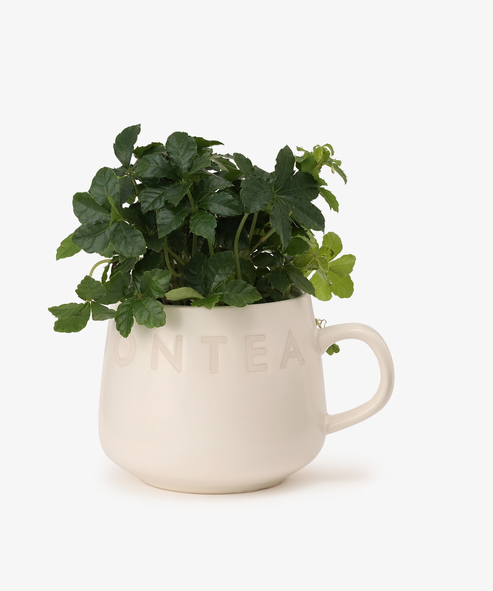 グリーン・観葉植物 パーセノシッサス・シュガーバイン/マグカップ