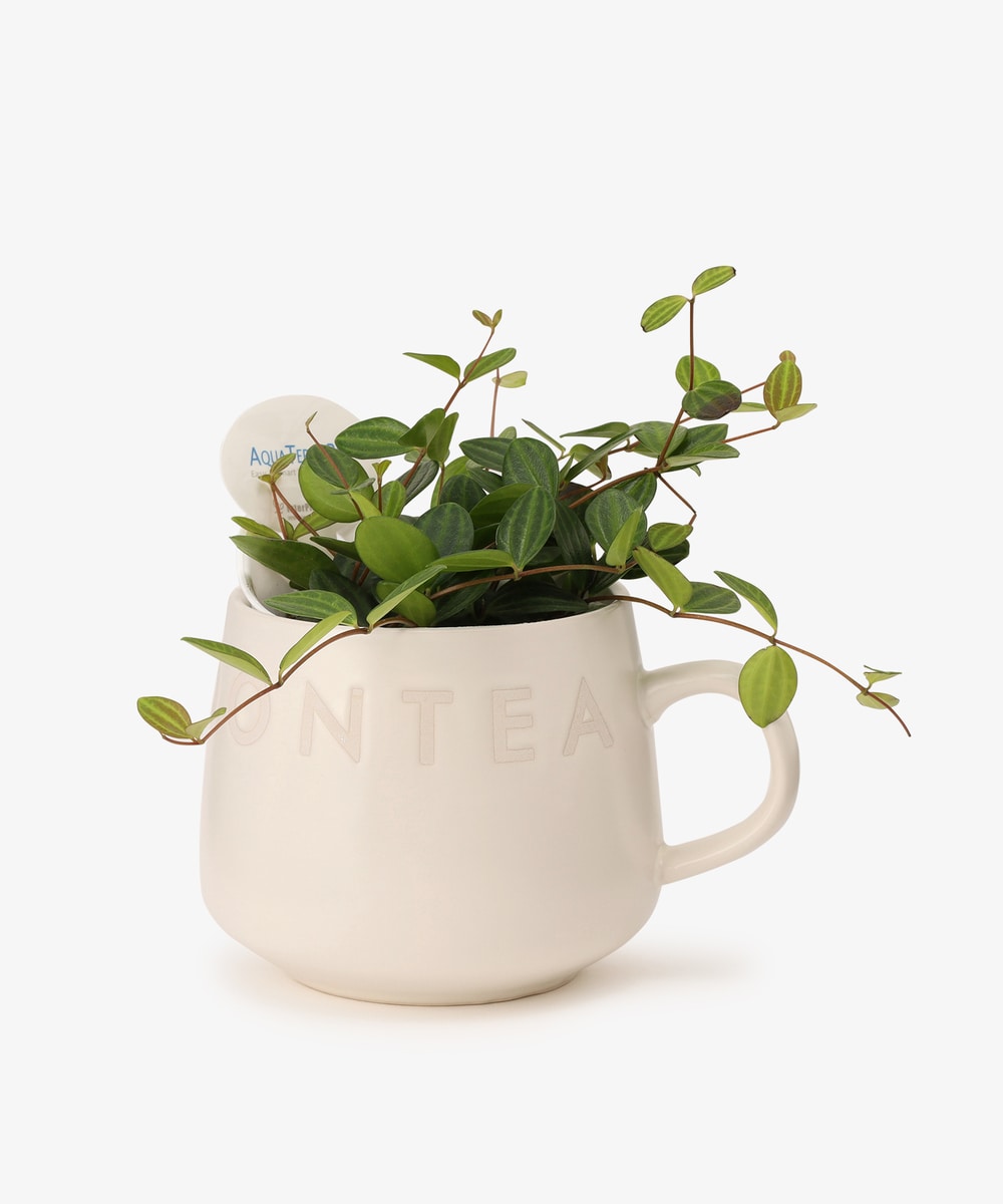 グリーン・観葉植物 ペペロミア・アングラータ/マグカップ