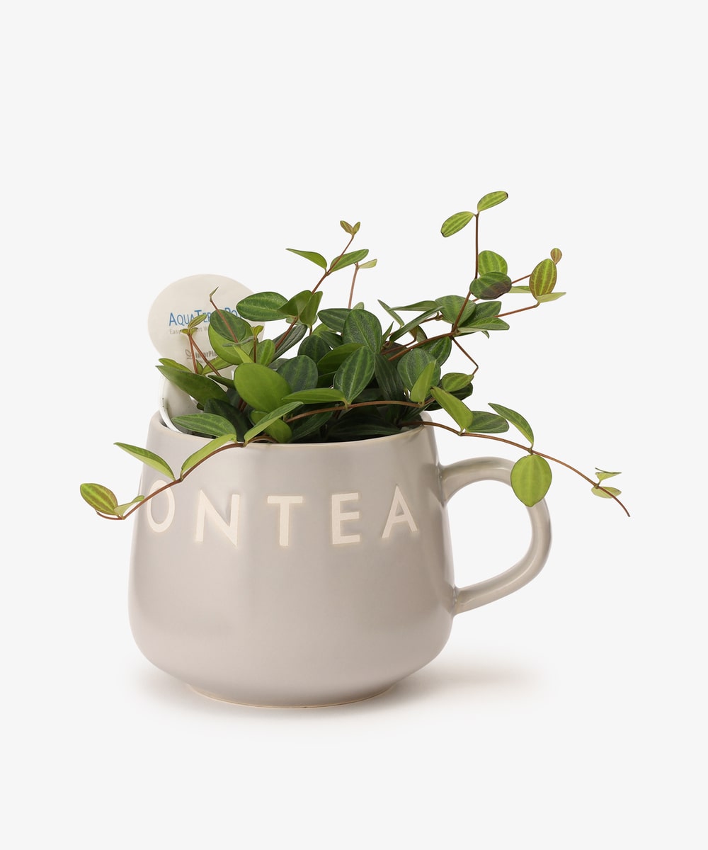 グリーン・観葉植物 ペペロミア・アングラータ/マグカップ