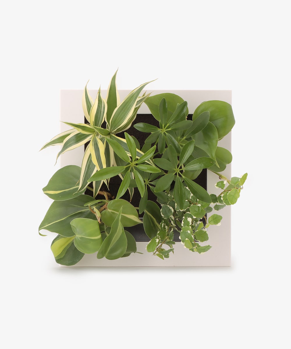 グリーン・観葉植物 シェフレラ（緑）/スクエアフレーム