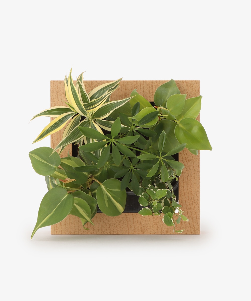グリーン・観葉植物 シェフレラ（緑）/スクエア木目調フレーム