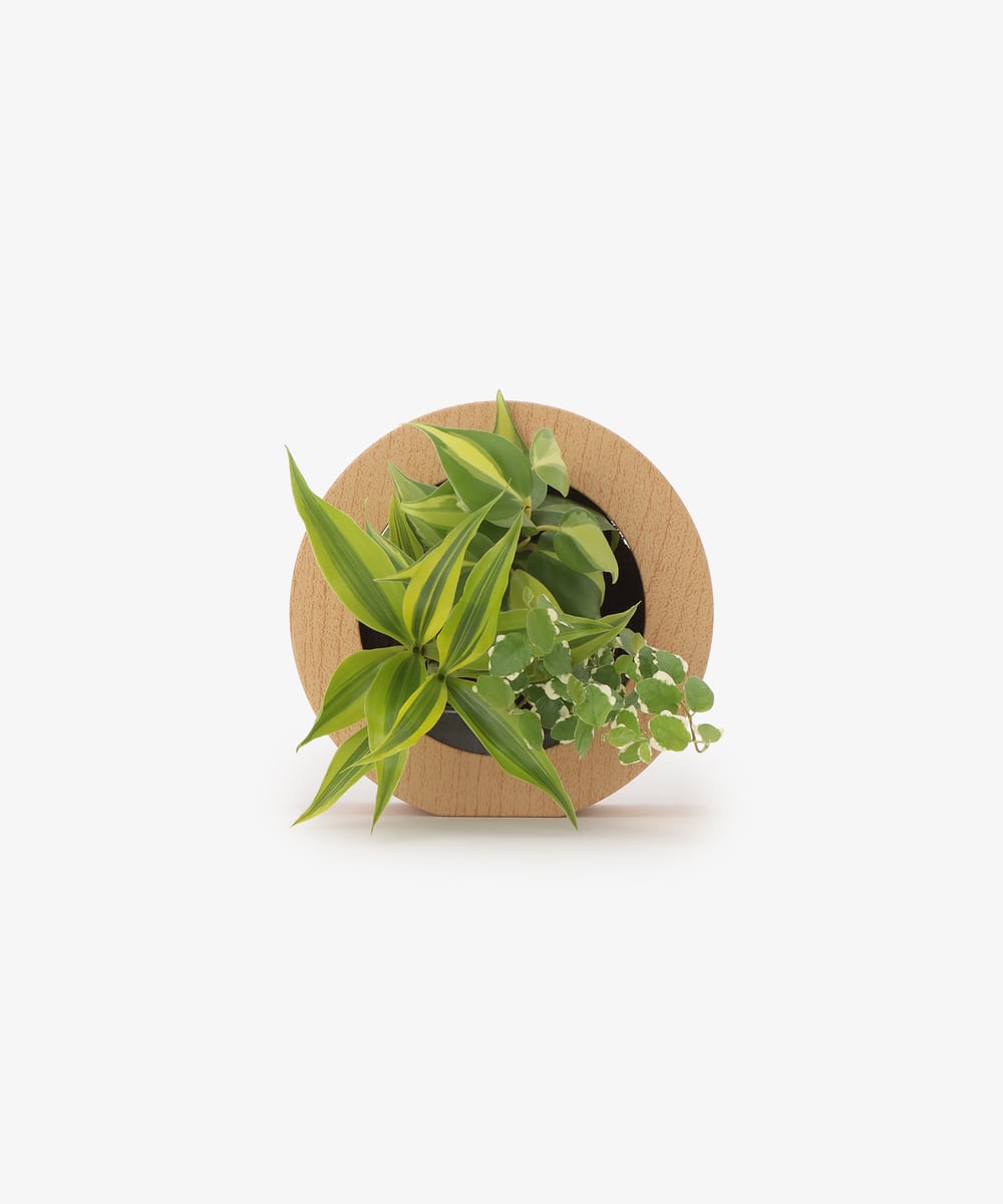 グリーン・観葉植物 オキシカルジュームブラジル/ラウンド木目調フレーム