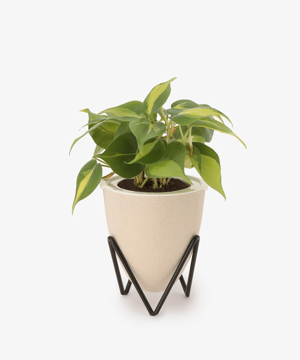 グリーン・観葉植物 オキシカルジュームブラジル（3号苗）/イージーポット 底面給水ポット