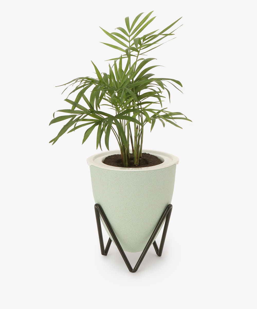 グリーン・観葉植物 テーブルヤシ（3号苗）/イージーポット 底面給水ポット
