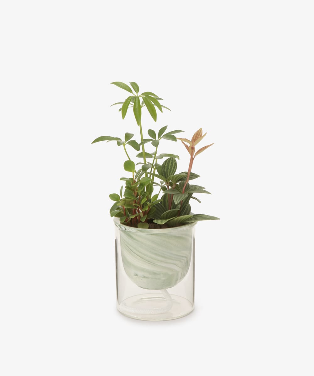 グリーン・観葉植物 シェフレラ（緑）/イージーポット 底面給水ポット