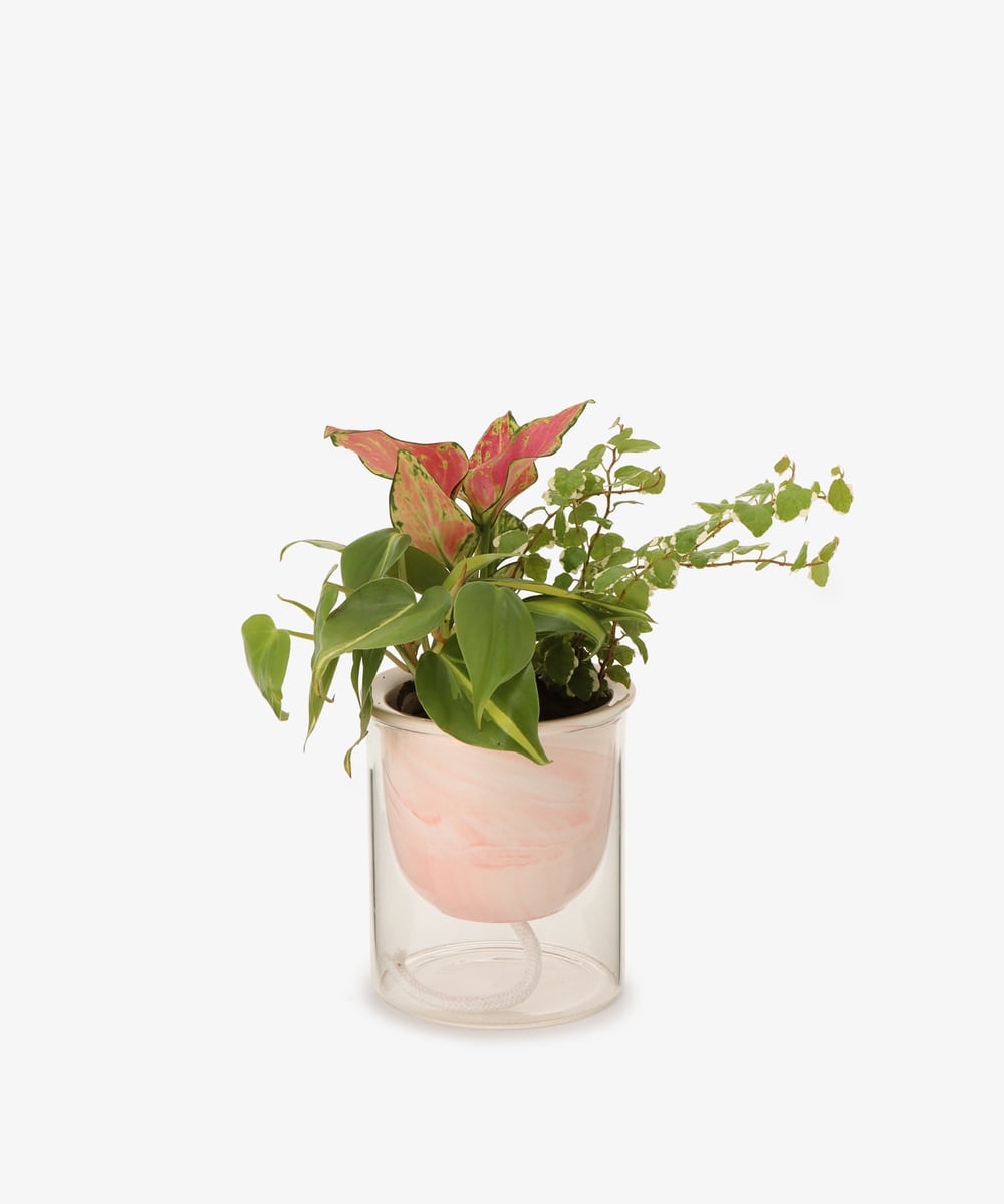 グリーン・観葉植物 アグラオネマオースビシャスレッド/イージーポット 底面給水ポット